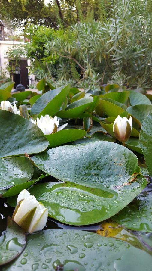 فيلا Vasilion Agrotourism Polis المظهر الخارجي الصورة